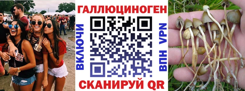 KRAKEN зеркало  купить  цена  Тихорецк  Галлюциногенные грибы мицелий 